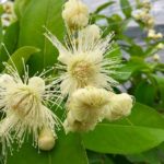 Syzygium Samarangense