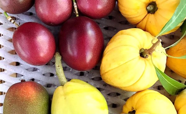 fruits 果物