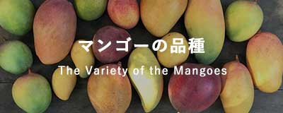 マンゴーの品種