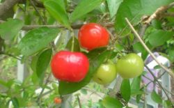Acerola