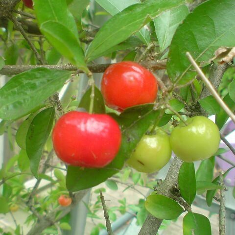 Acerola