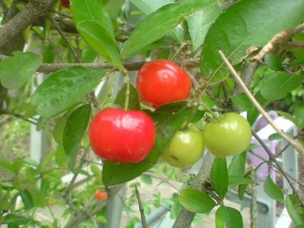 Acerola