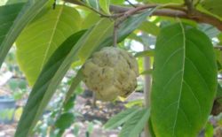Annonaceae