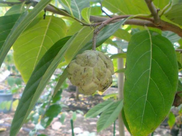 Annonaceae