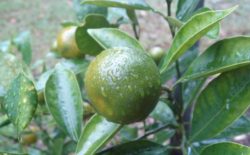 Calamondin
