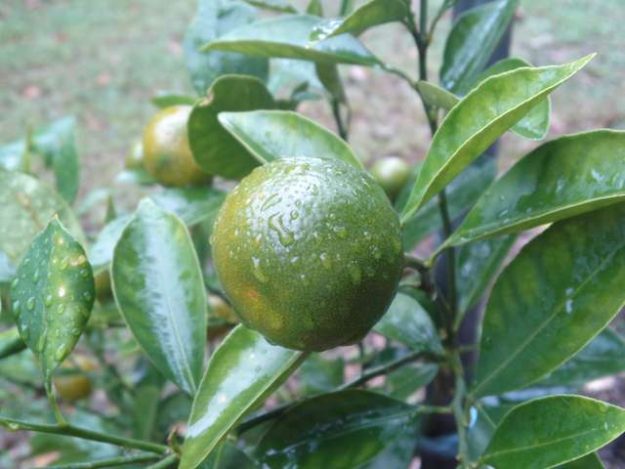 Calamondin