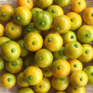 Calamondin