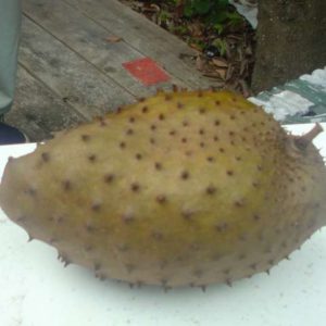 Guanabana