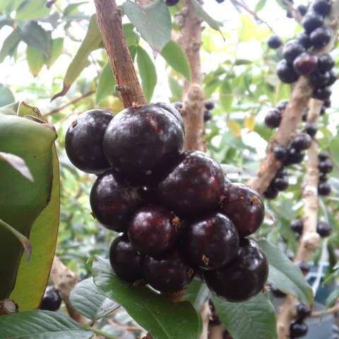 Jabuticaba