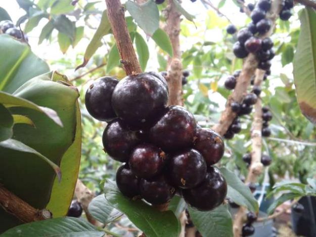 Jabuticaba
