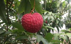 Litchi chinensis
