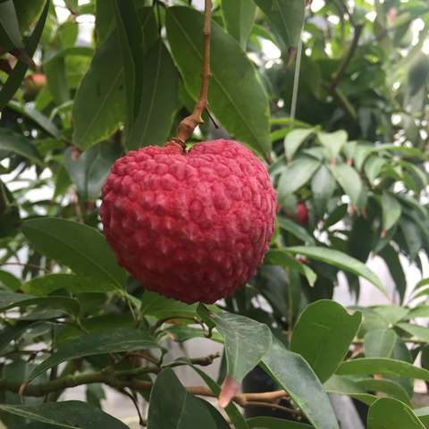 Litchi chinensis
