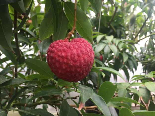 Litchi chinensis