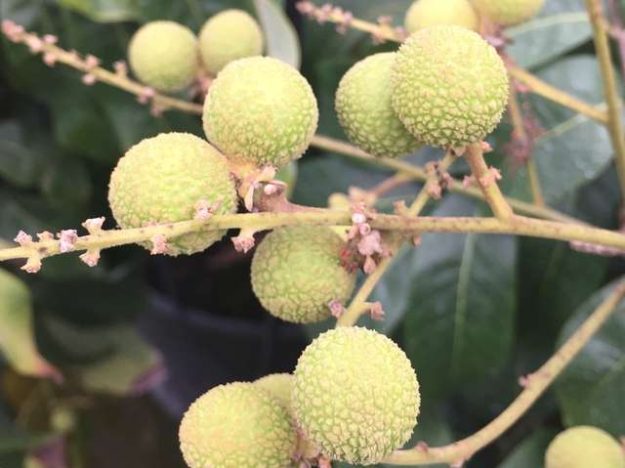 Longan