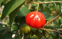 Surinam Cherry