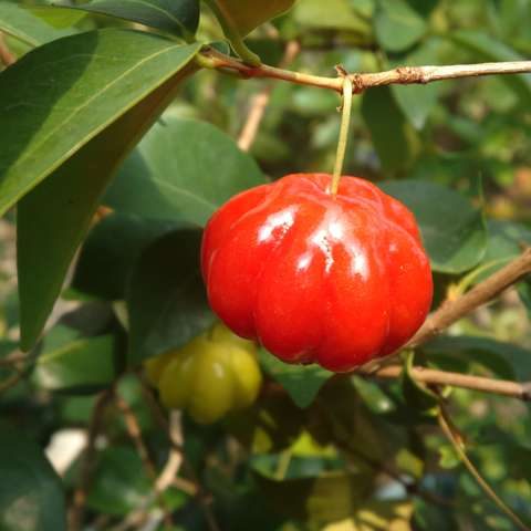 Surinam Cherry
