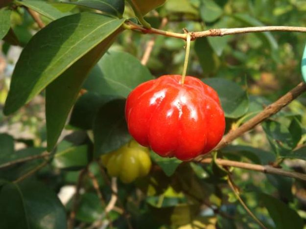 Surinam Cherry