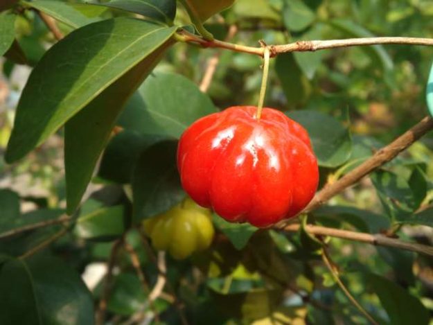 Surinam Cherry