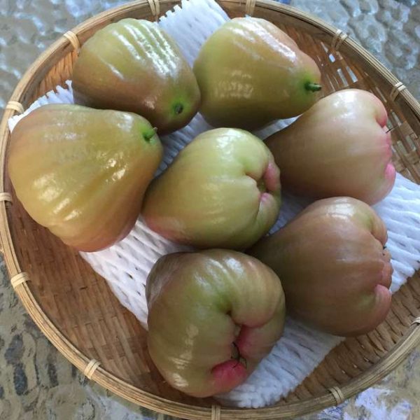 Syzygium Samarangense