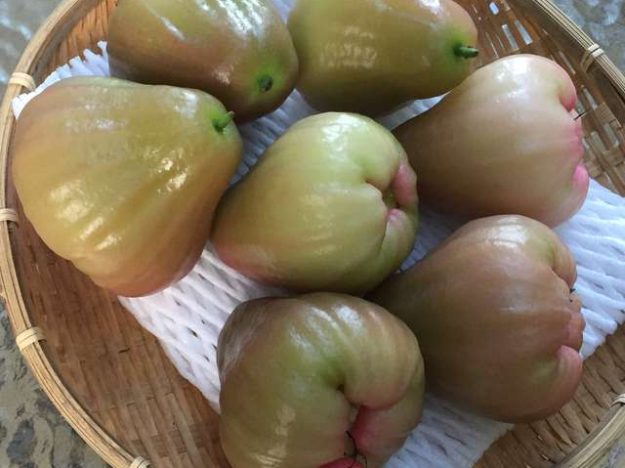 Syzygium Samarangense