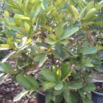 Syzygium Samarangense