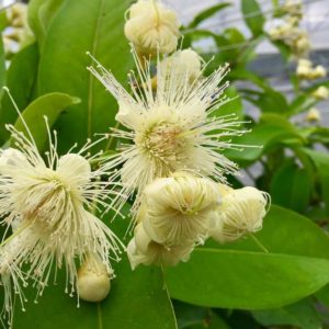 Syzygium Samarangense