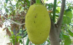 jackfruit
