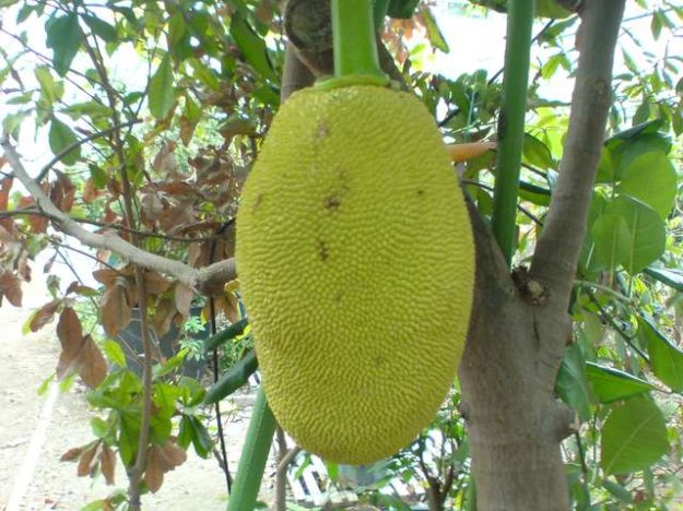 jackfruit