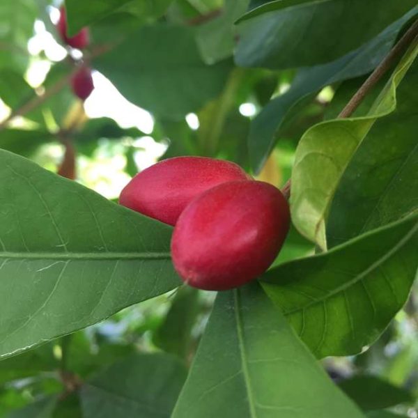 miracle fruit