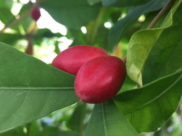 miracle fruit