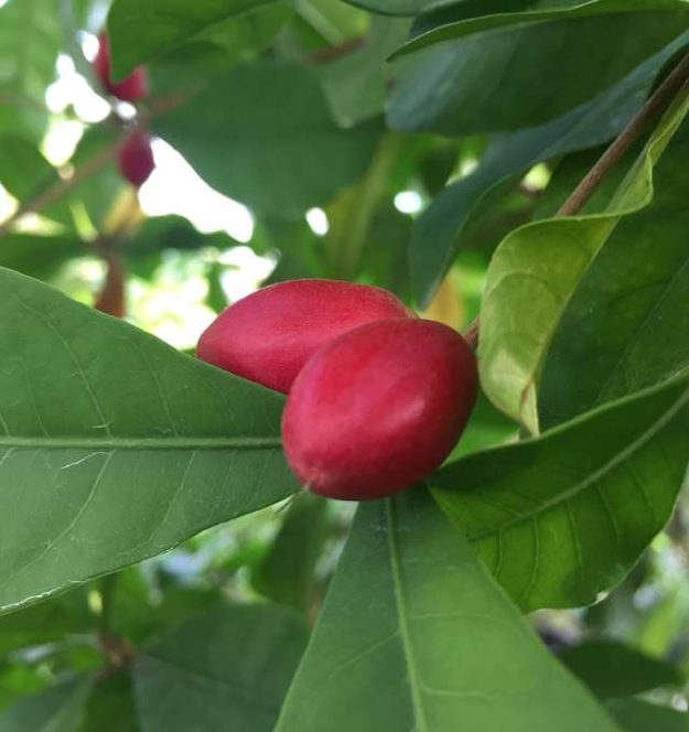 miracle fruit