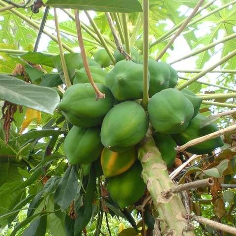 papaya