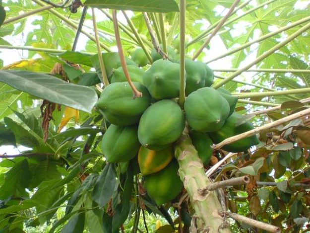 papaya