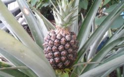 pineapple