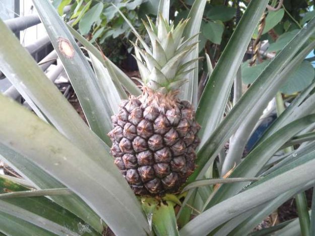 pineapple