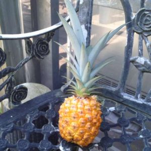 pineapple