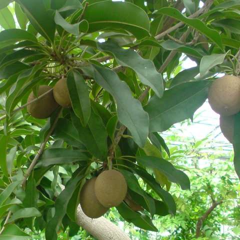 sapodilla