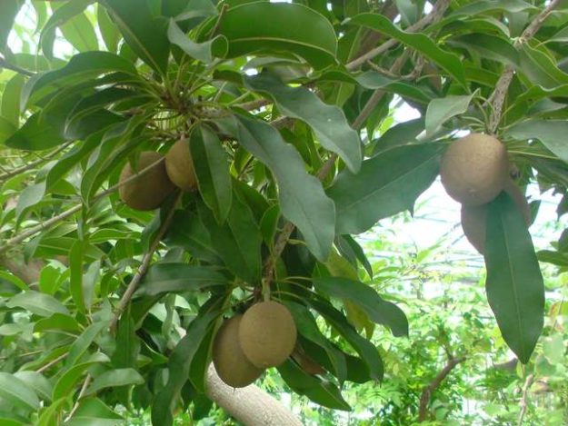 sapodilla