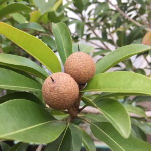 sapodilla