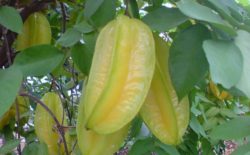 star fruit