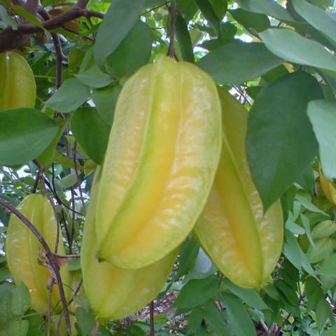 star fruit