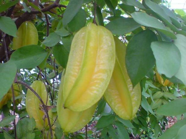 star fruit