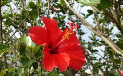 ハイビスカス